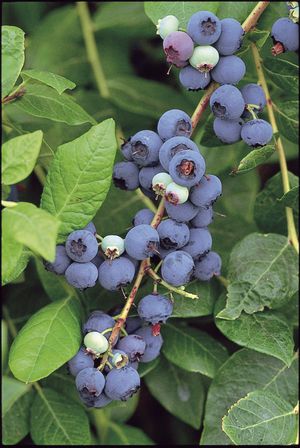 Vaccinium corymbosum `northland`<br /> 